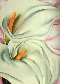 Two Calla Lillies on Pink